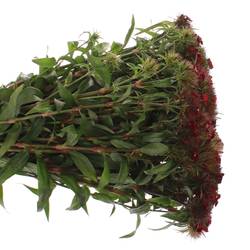 Bartnelke rot dunkel Barbarella 45cm