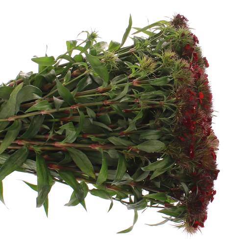 Bartnelke rot dunkel Barbarella 45cm