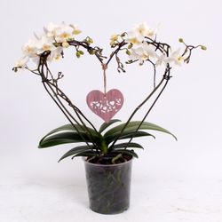 Phal.2-R Herzform T12