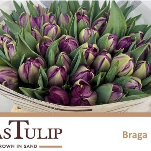 Tulpe lila doppel Braga Coas Tulip 54 Gramm