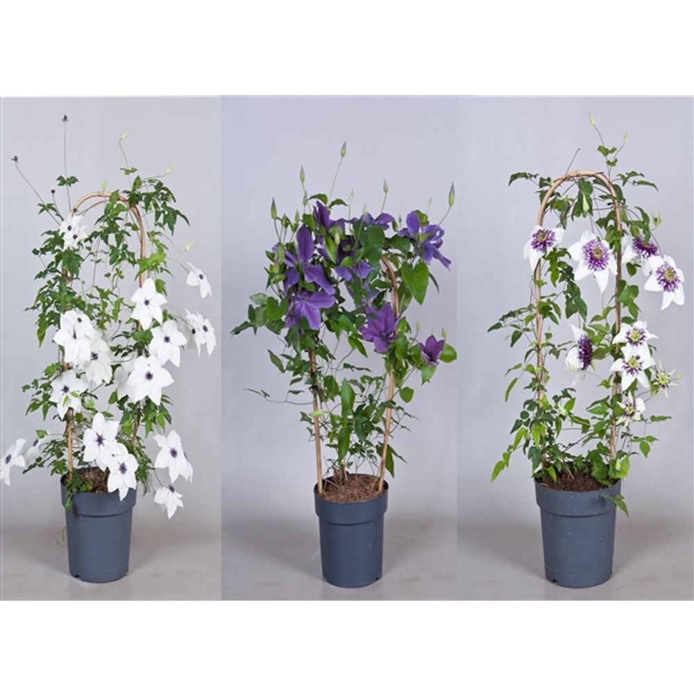 Clematis Garland mix T19 H70