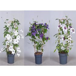 Clematis Garland mix T19 H70