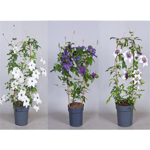 Clematis Garland mix T19 H70