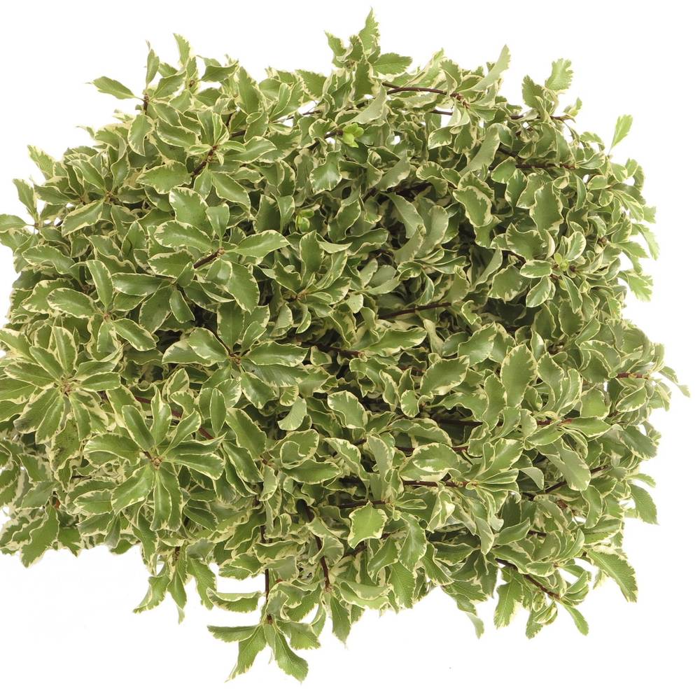 Pittosporum grün/weiss Silverque 100 Gramm 45cm