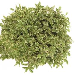 Pittosporum grün/weiss Silverque 100 Gramm 45cm