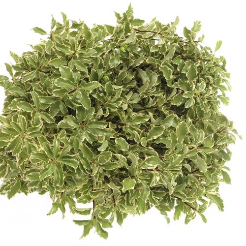Pittosporum grün/weiss Silverque 100 Gramm 45cm