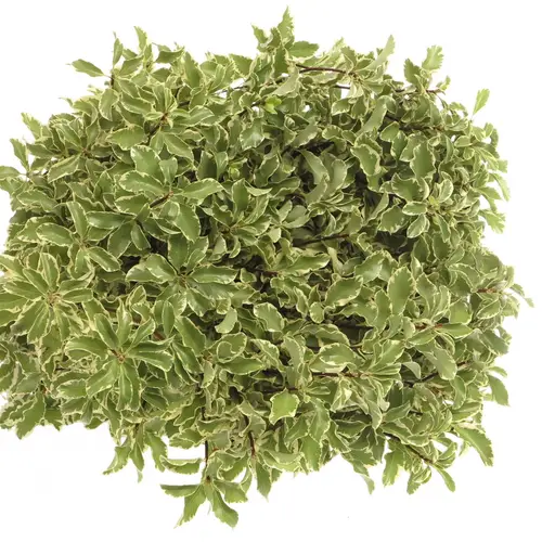Pittosporum grün/weiss Silverque 100 Gramm 45cm
