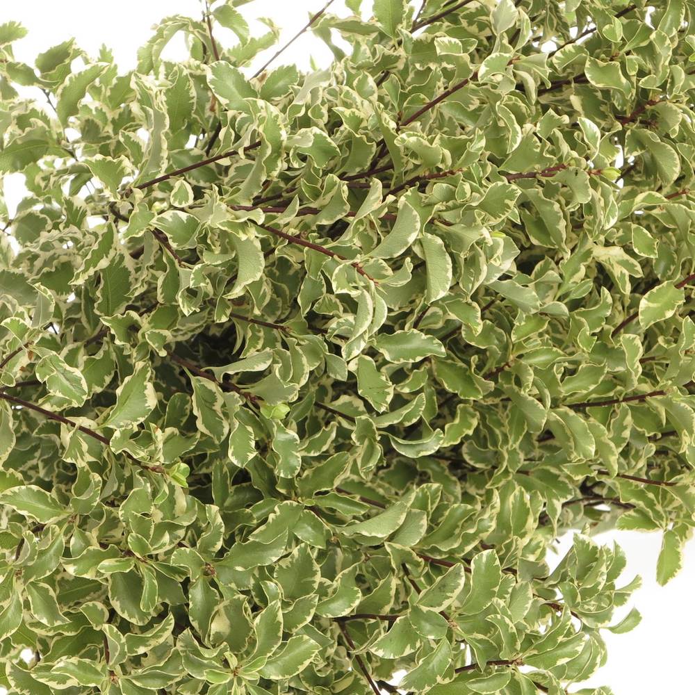 Pittosporum grün/weiss Silverque 100 Gramm 45cm