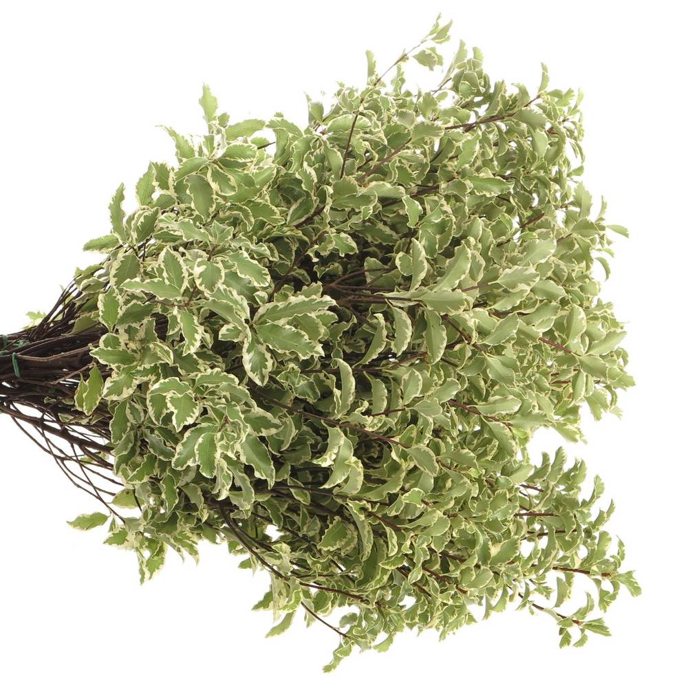 Pittosporum grün/weiss Silverque 100 Gramm 45cm