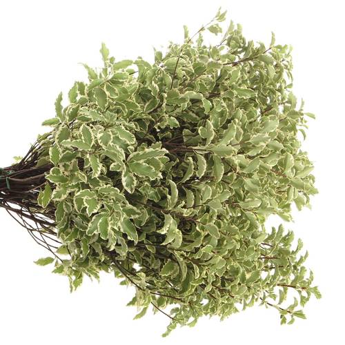 Pittosporum grün/weiss Silverque 100 Gramm 45cm