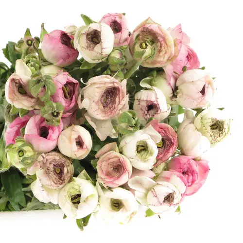Ranunkel rosa/weiss Israel 45cm 