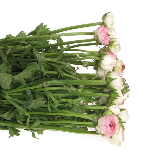 Ranunkel rosa/weiss Israel 45cm 