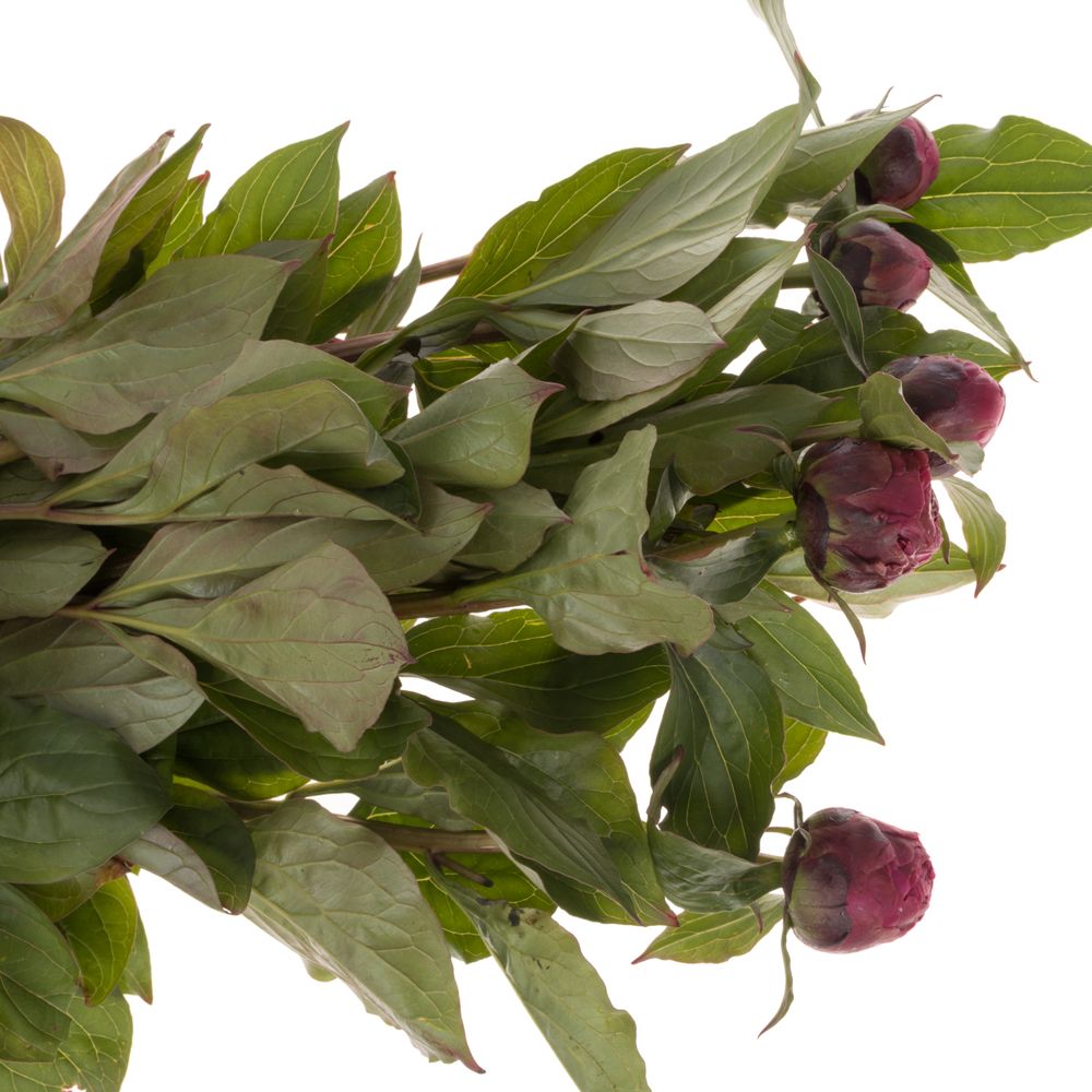 Pfingstrose lila Louis 40cm