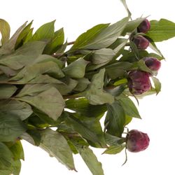 Pfingstrose lila Louis 40cm