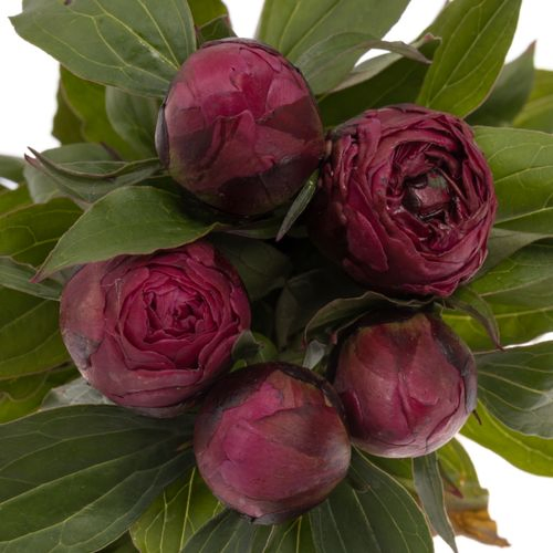 Pfingstrose lila Louis 40cm