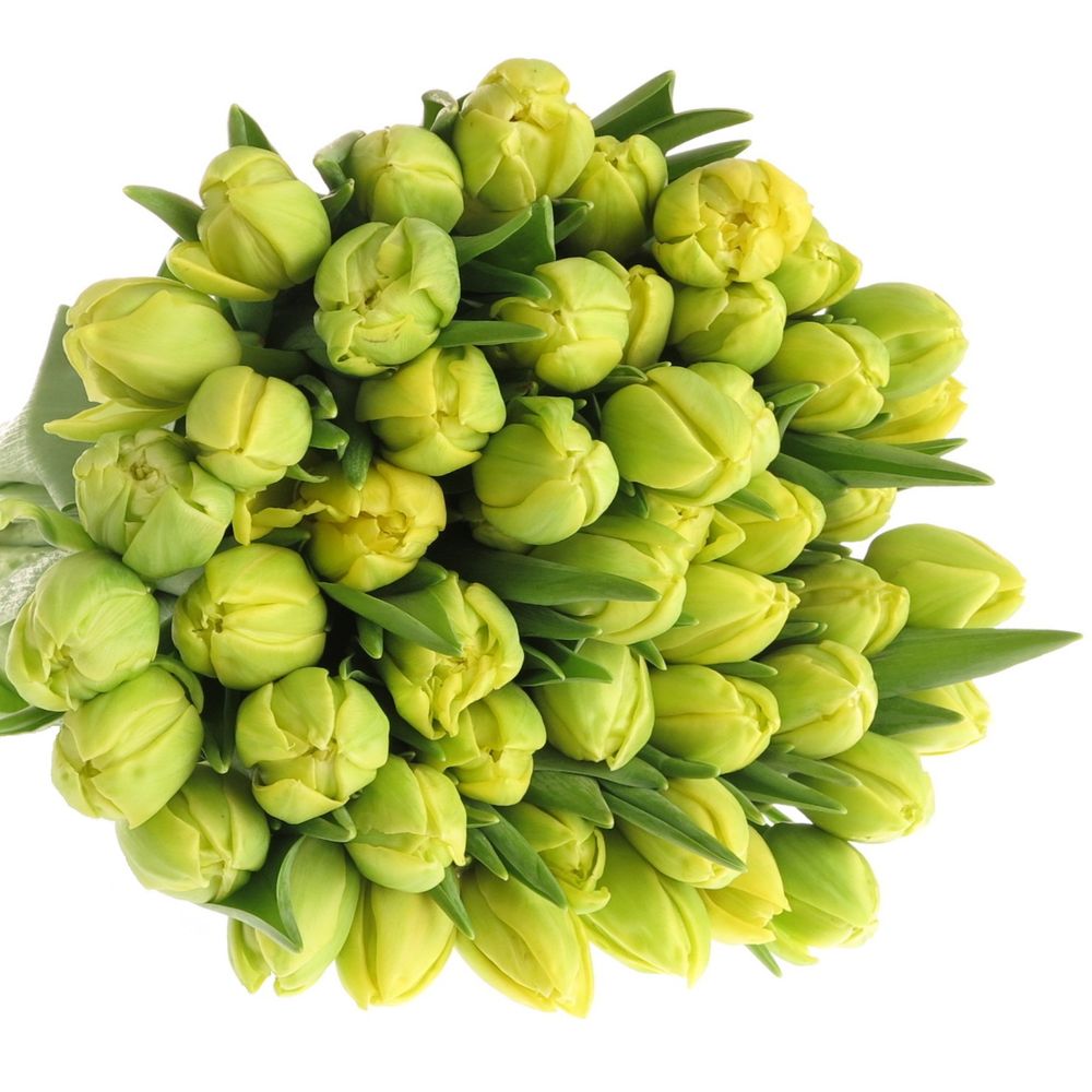 Tulpe gelb doppel Margarita 28 Gramm