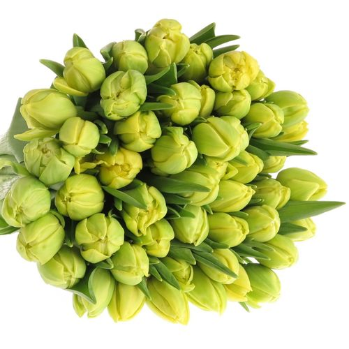 Tulpe gelb doppel Margarita 28 Gramm