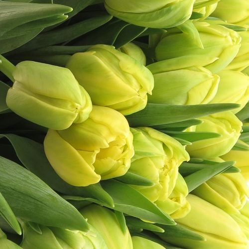 Tulpe gelb doppel Margarita 28 Gramm