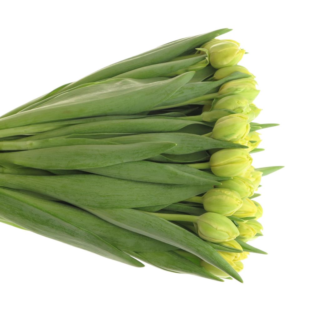 Tulpe gelb doppel Margarita 28 Gramm
