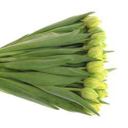 Tulpe gelb doppel Margarita 28 Gramm