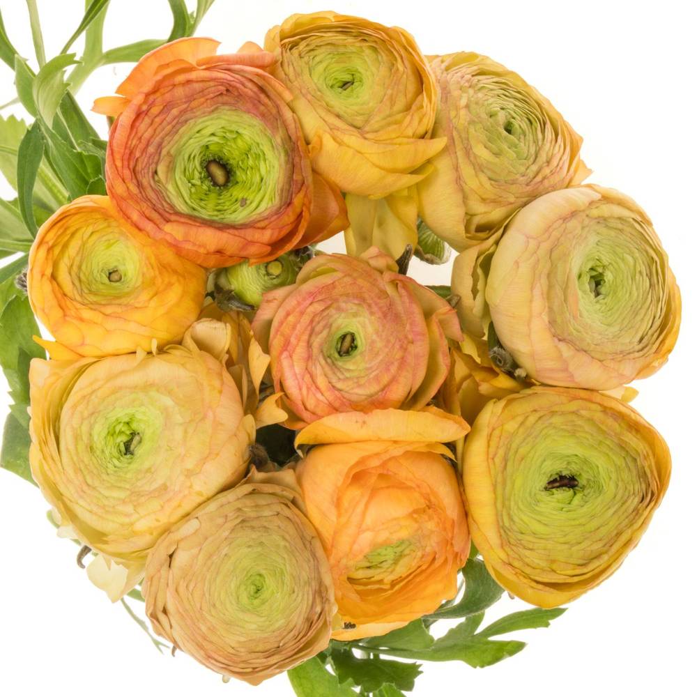 Ranunkel apricot Aazur Champagne 44 Gramm 46cm