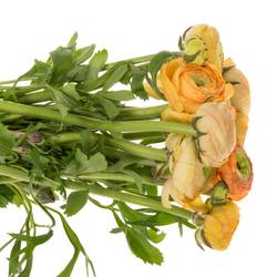 Ranunkel apricot Aazur Champagne 44 Gramm 46cm