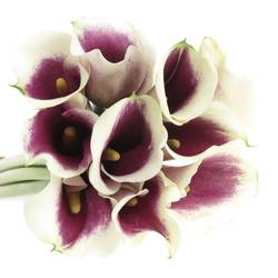 Calla weiss/lila Ranomi 50cm