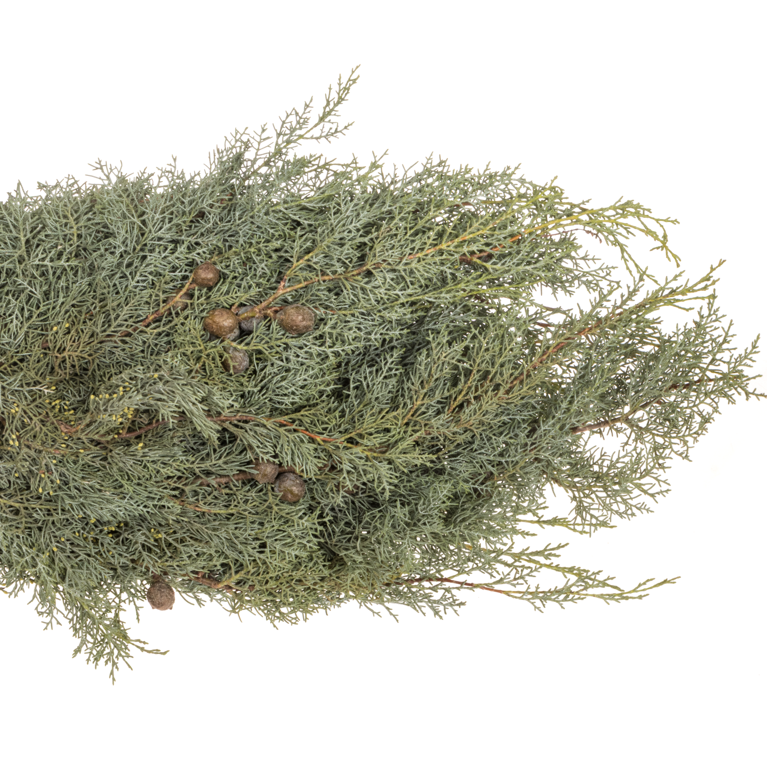 Cupressus grau/grün Arizonica Handbunde 500 gramm