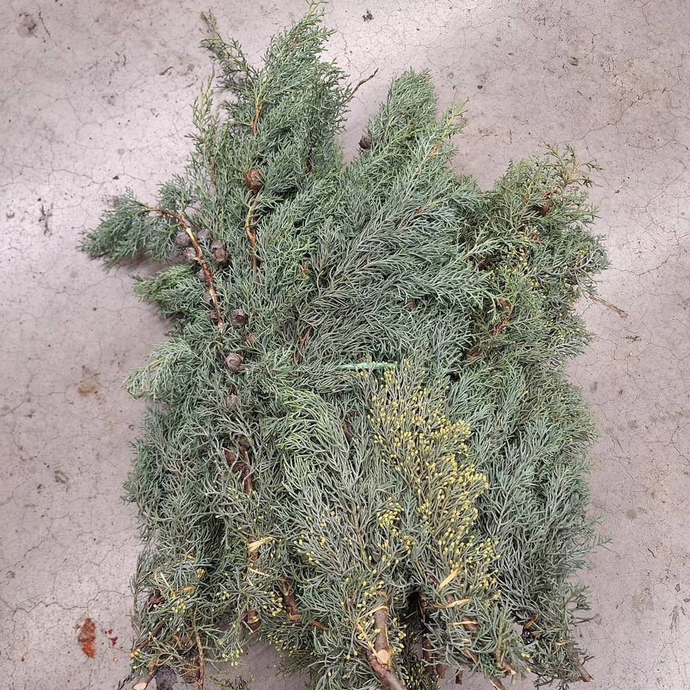 Cupressus grau/grün Arizonica Handbunde 500 gramm