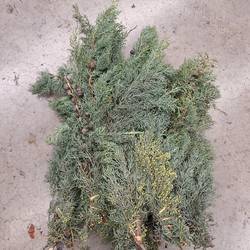 Cupressus grau/grün Arizonica Handbunde 500 gramm