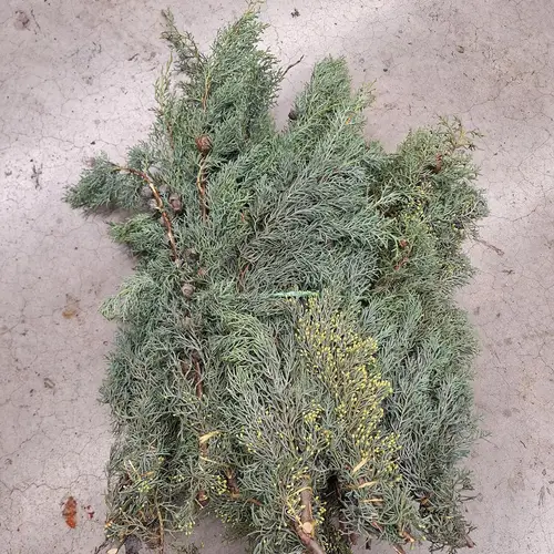 Cupressus grau/grün Arizonica Handbunde 500 gramm