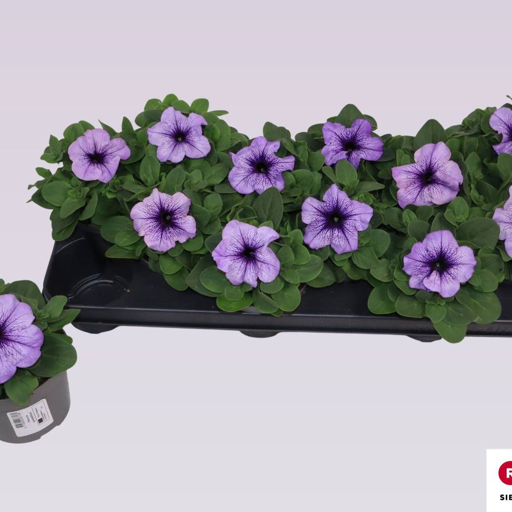 Petunia lila Grandi T10,5 H016