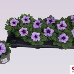 Petunia lila Grandi T10,5 H016