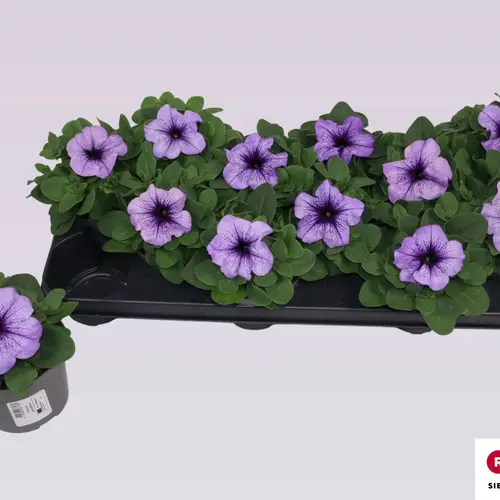 Petunia lila Grandi T10,5 H016