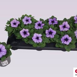 Petunia lila Grandi T10,5 H016