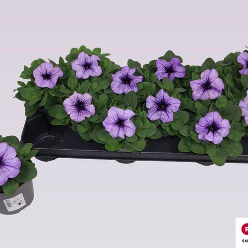 Petunia lila Grandi T10,5 H016