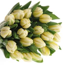 Tulpe weiss Antartica Triflor 46 Gramm