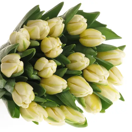 Tulpe weiss Antartica Triflor 46 Gramm