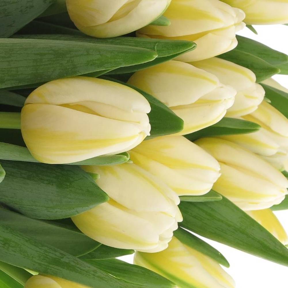 Tulpe weiss Antartica Triflor 46 Gramm