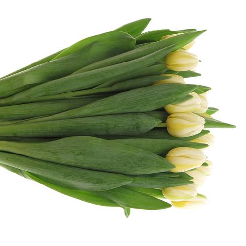 Tulpe weiss Antartica Triflor 46 Gramm