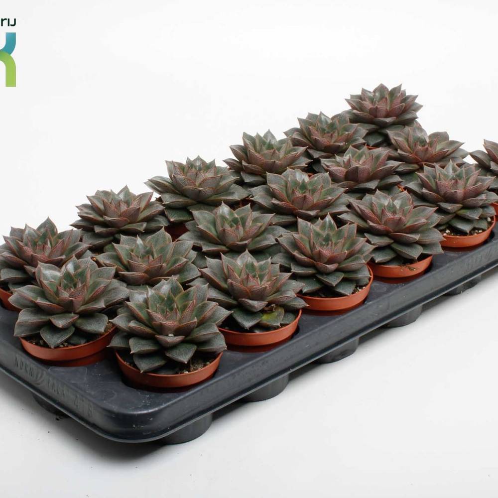 Echeveria Purpusorum T08,5 H010