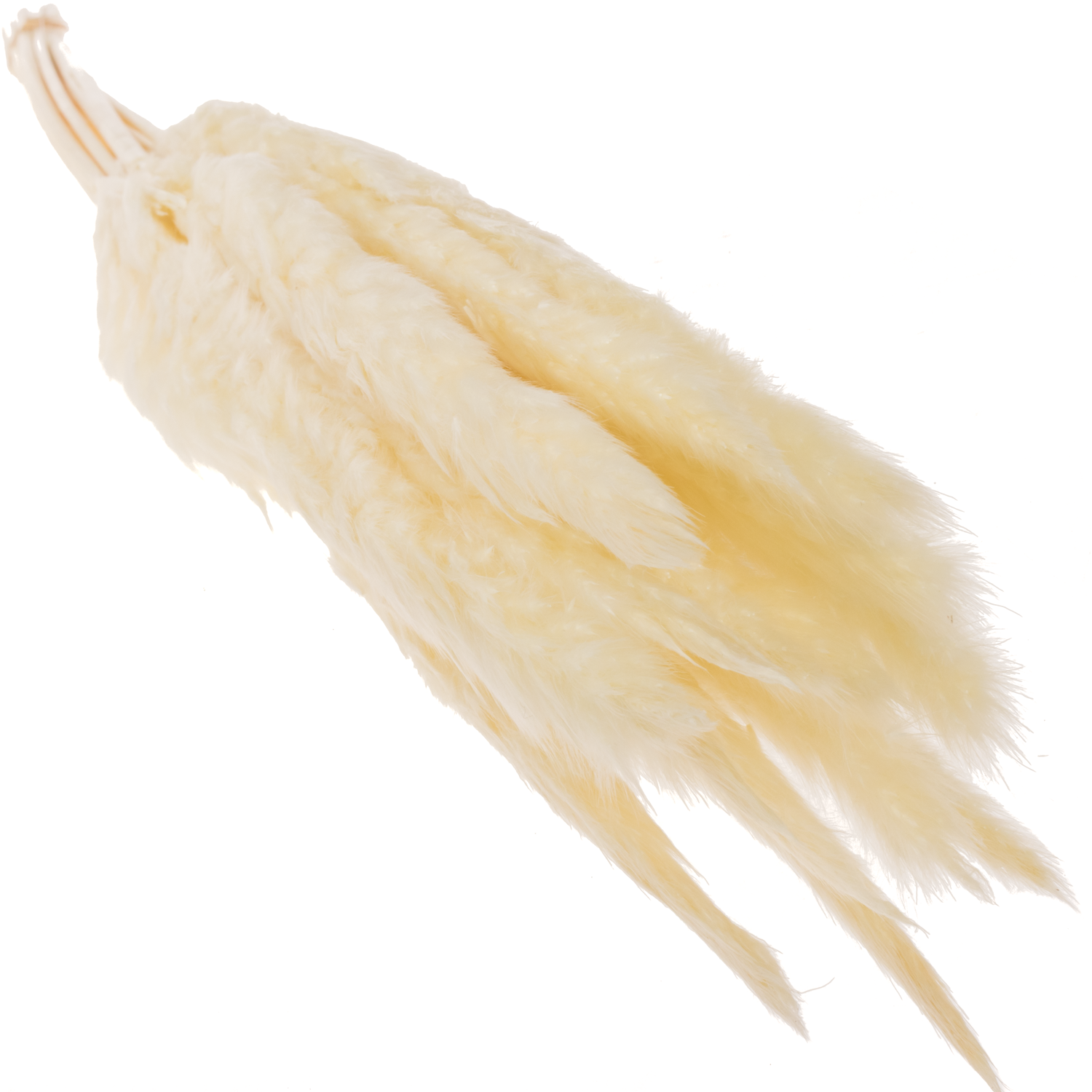 Pampas creme Fluffy 70cm