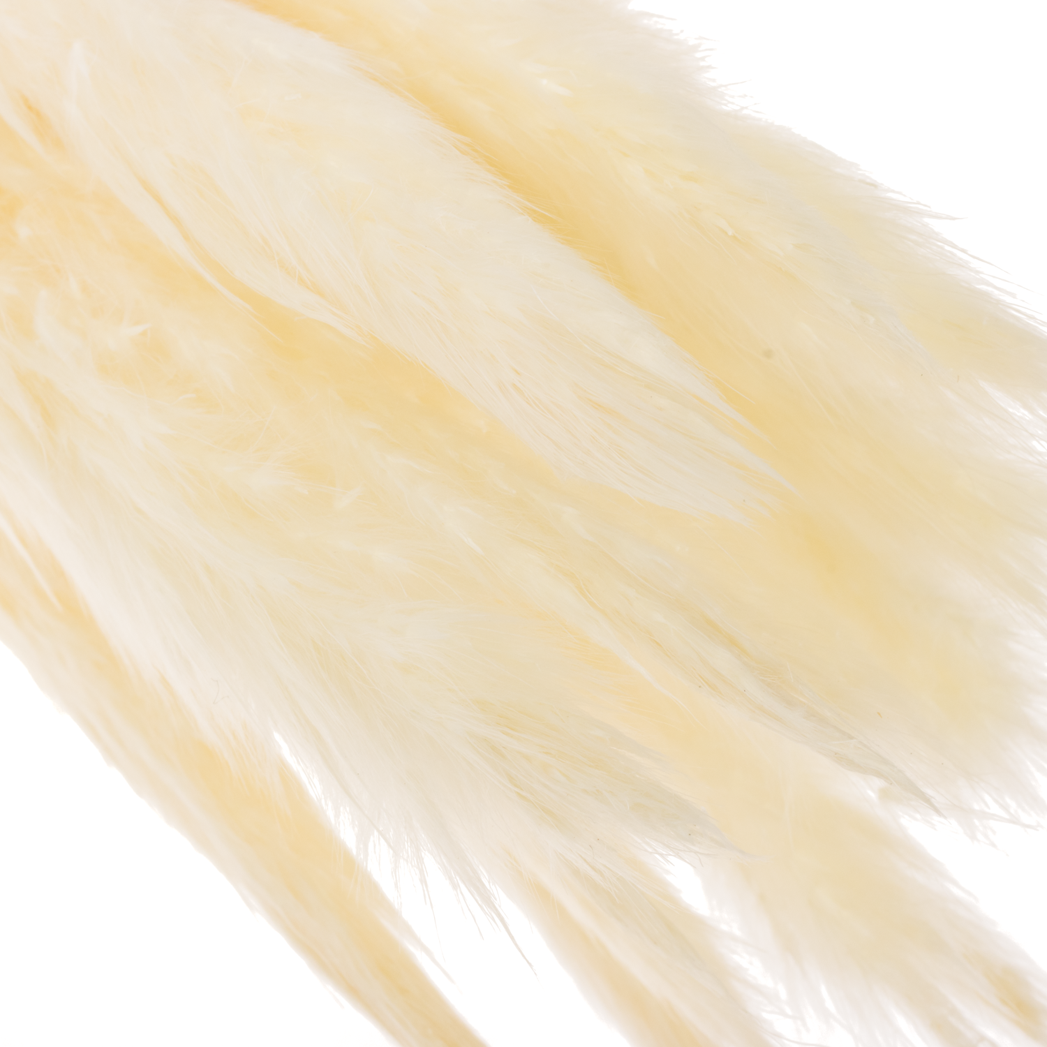 Pampas creme Fluffy 70cm