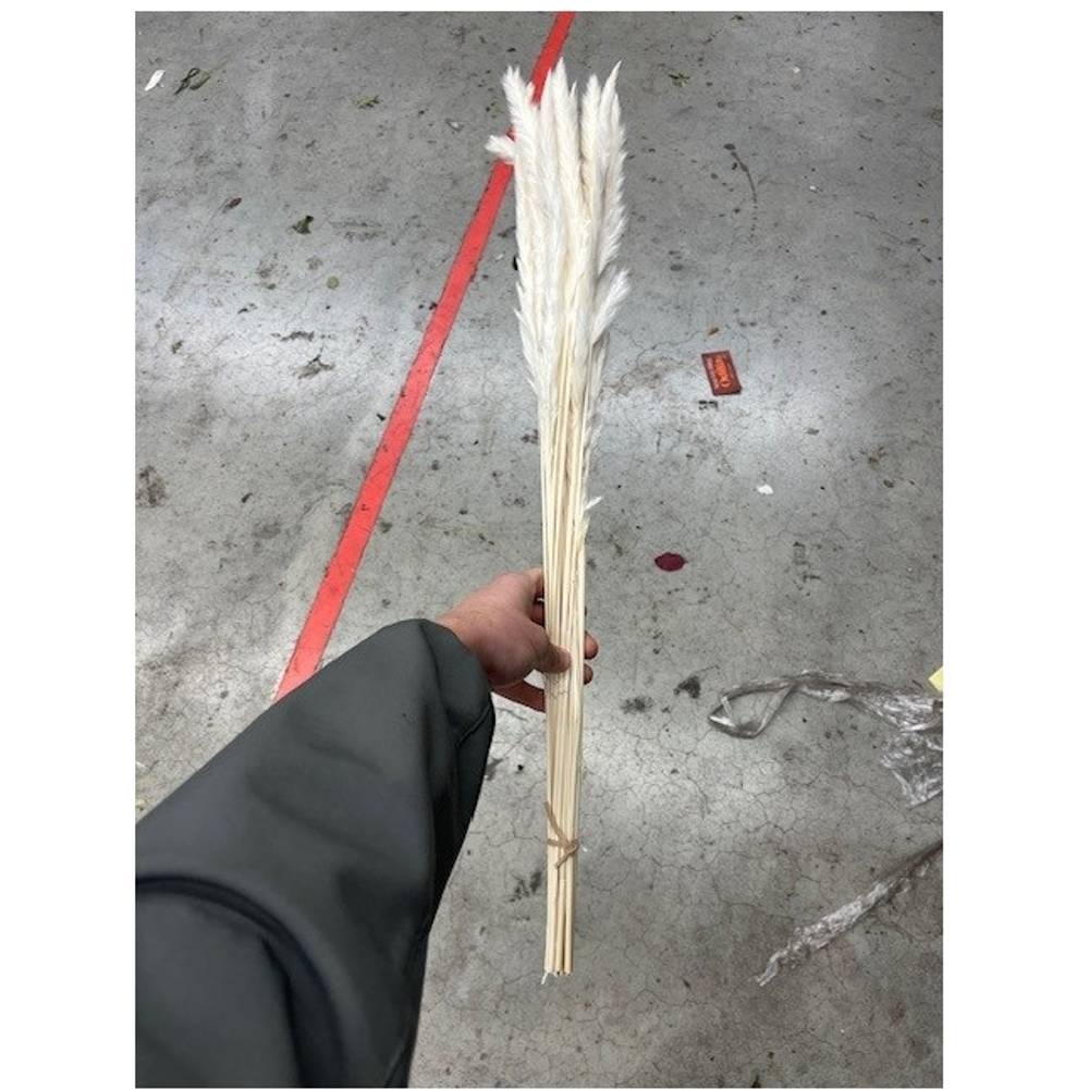 Pampas creme Fluffy 70cm