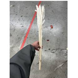 Pampas creme Fluffy 70cm