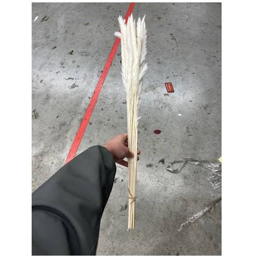 Pampas creme Fluffy 70cm