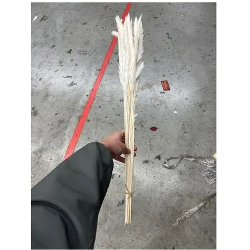 Pampas creme Fluffy 70cm