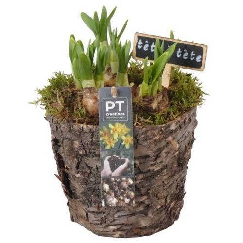 Narzis.Arr PTN8697 T14 H020