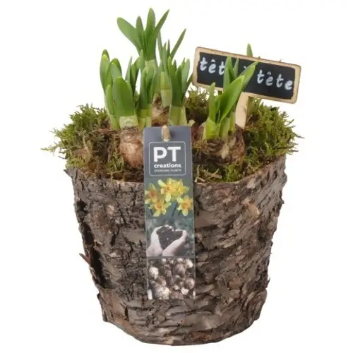 Narzis.Arr PTN8697 T14 H020