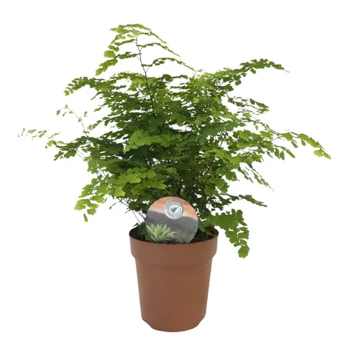 Adiantum Fritz Luthi T12 H035